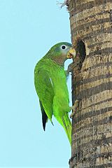 Yellow-billed Parrot